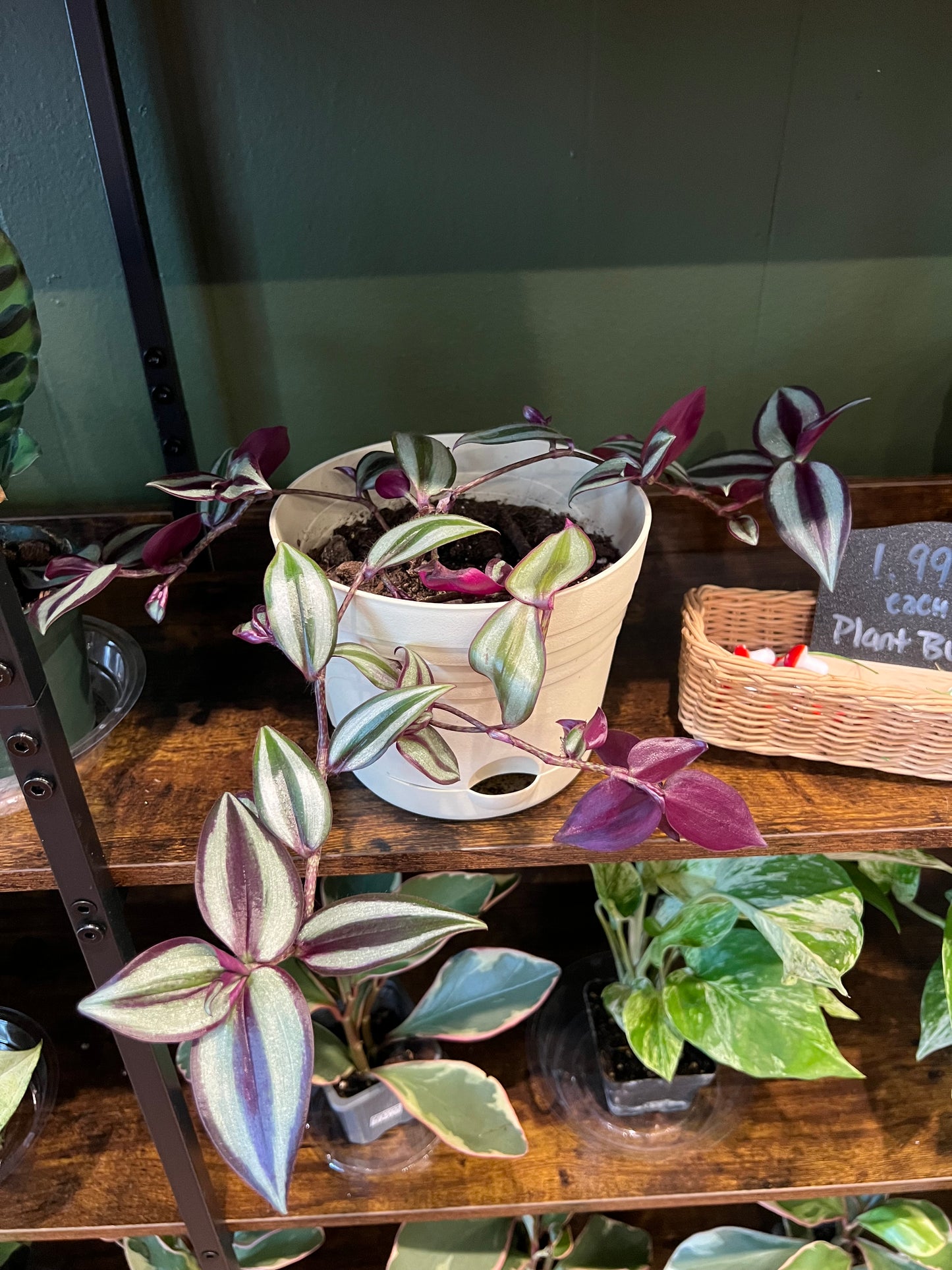 Tradescantia Zebrina Purple, Potted